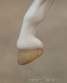fbcmemac1ab